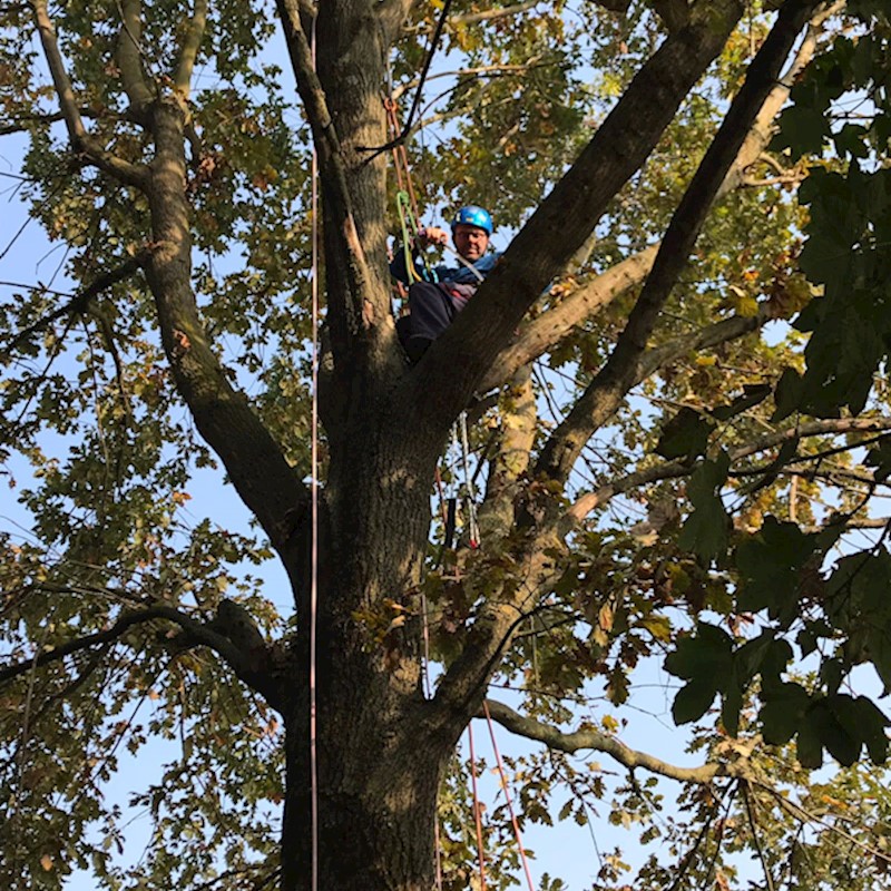Potatura Quercia in treeclimbing