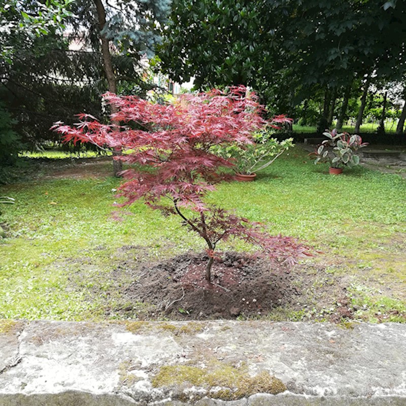 Messa a dimora acero rosso