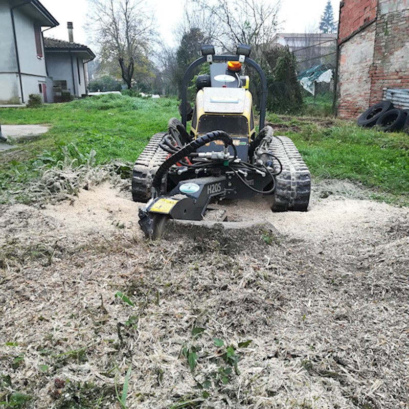 Fresatura ceppo di grosso abete